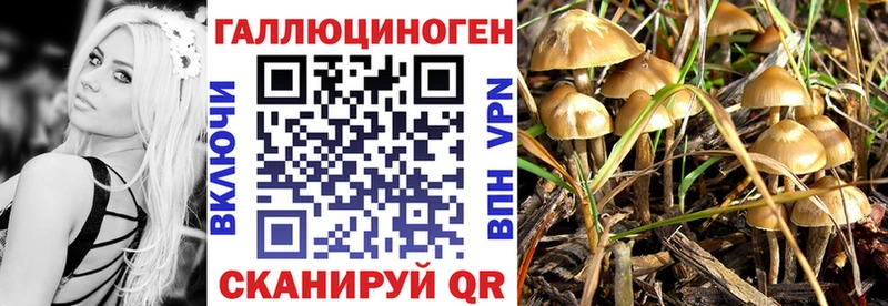 блэк спрут как войти  Хилок  Галлюциногенные грибы MAGIC MUSHROOMS 